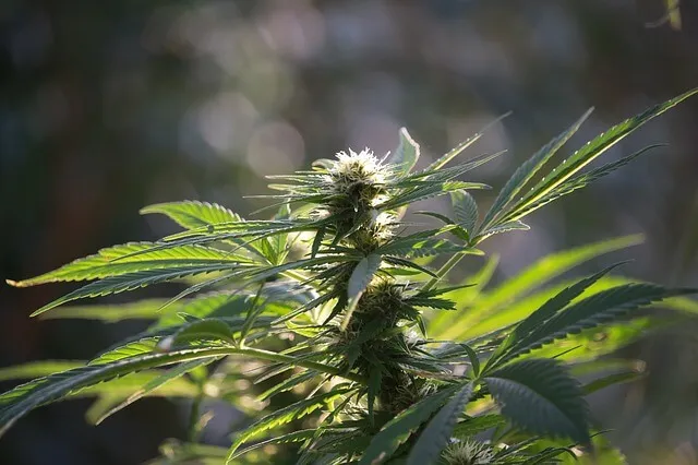 Medyczna marihuana – czy działa?